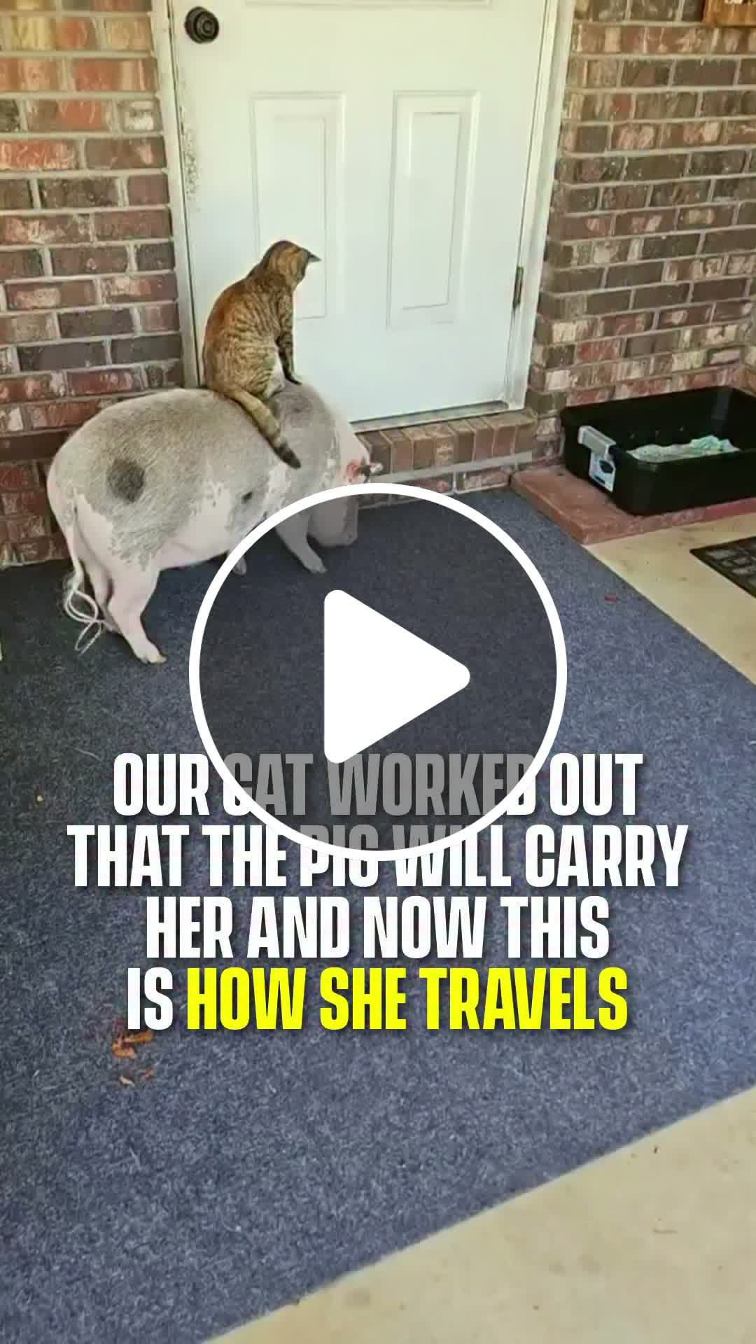 A mini pig named Winnie has taken best friend duties to a whole new ...