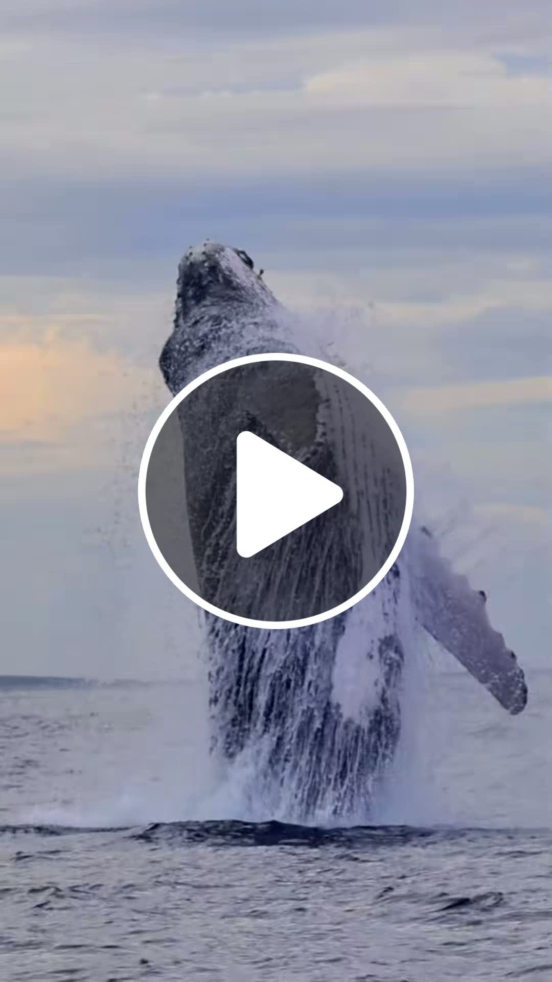 A Humpback Whale ERUPTS completely out of the water! #tulkun #whale # ...