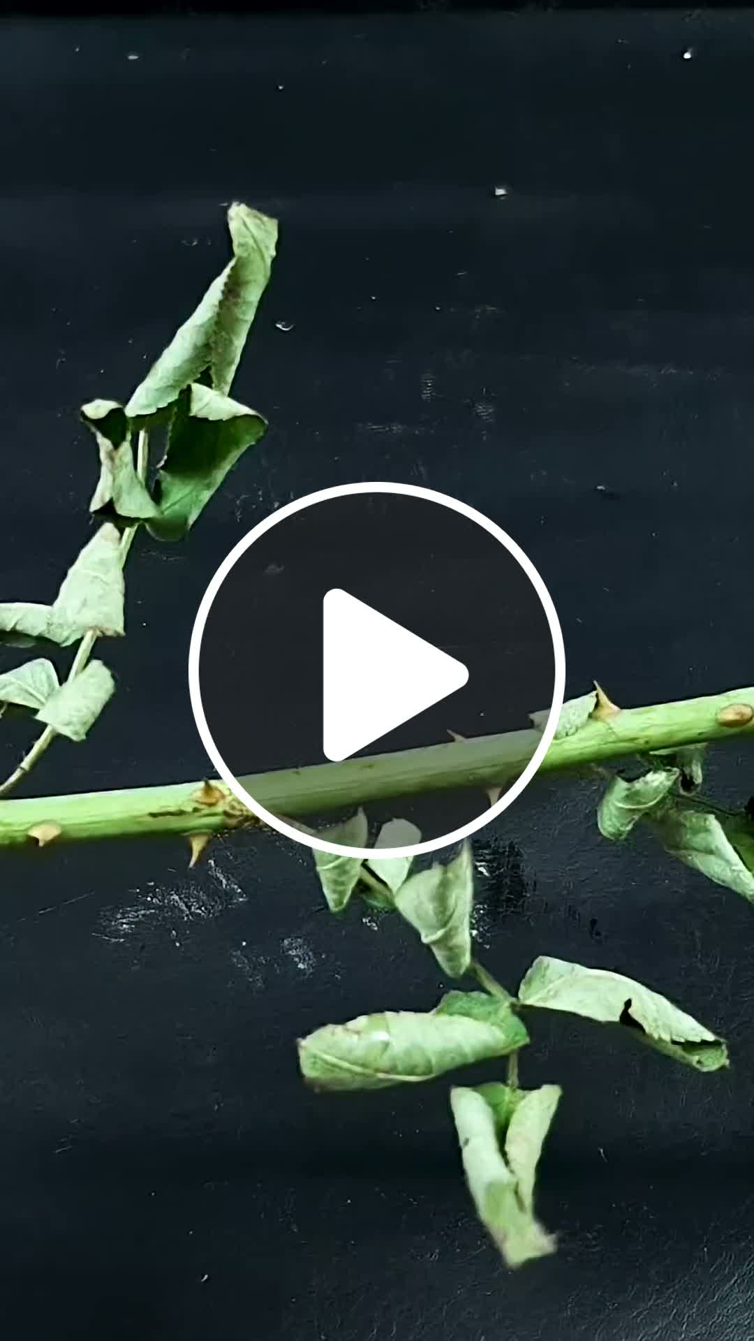 Super easy method to grow rose plant from cutting Best & easy method ...