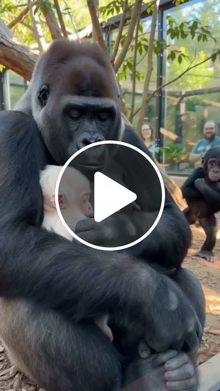 Baby Gorilla mom love ????????