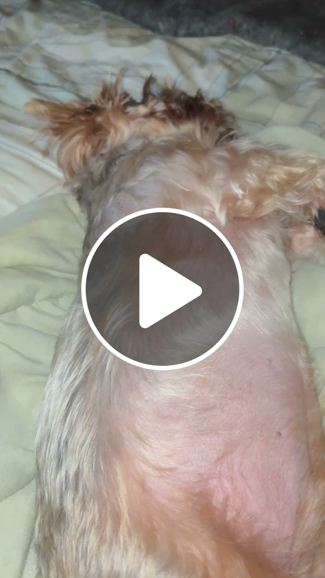 Romeo Looks so Innocent 😇 🐶🫶🏽 #pet #dog - NewsBreak