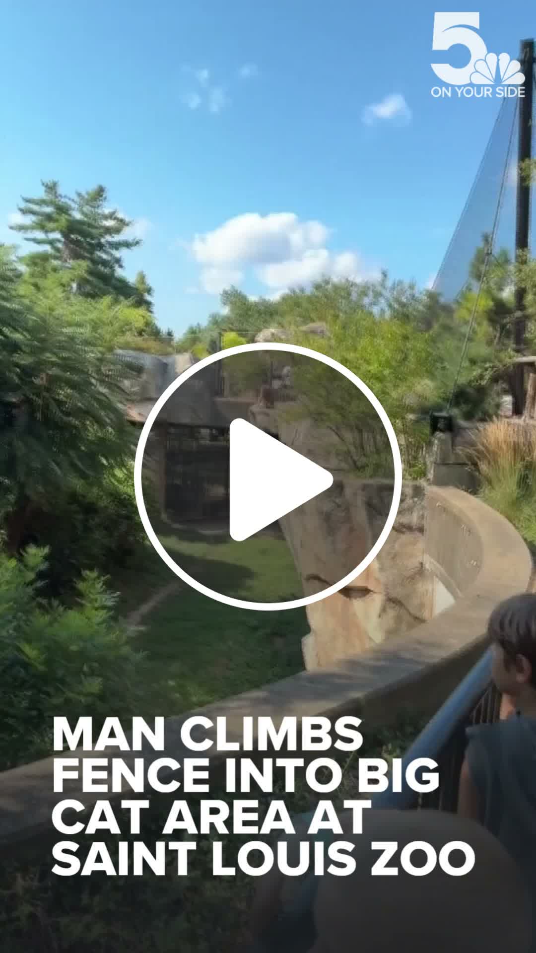 Man climbs fence into big cat area at Saint Louis Zoo