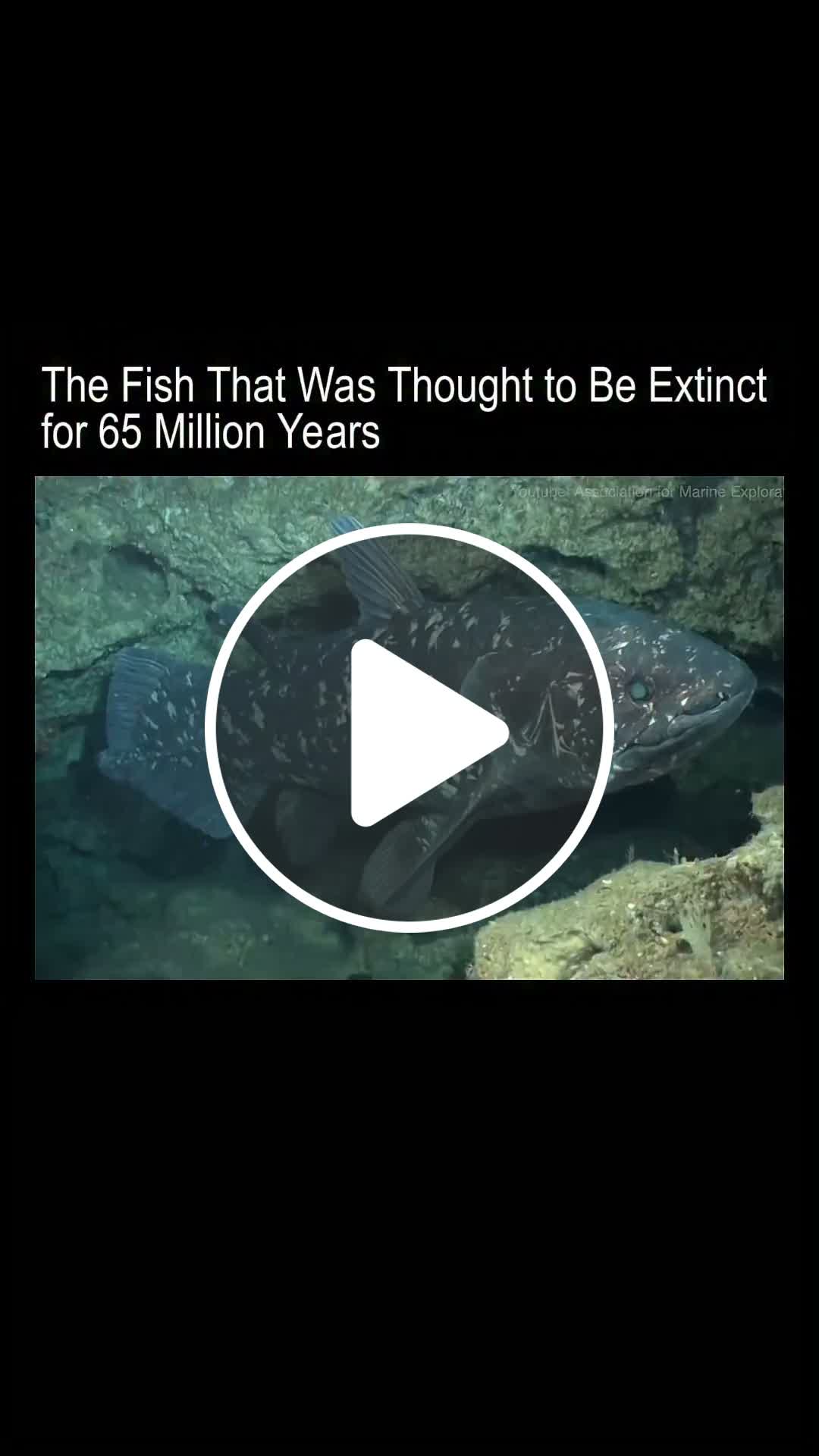 The Fish That Was Thought to Be Extinct for 65 Million Years The ...