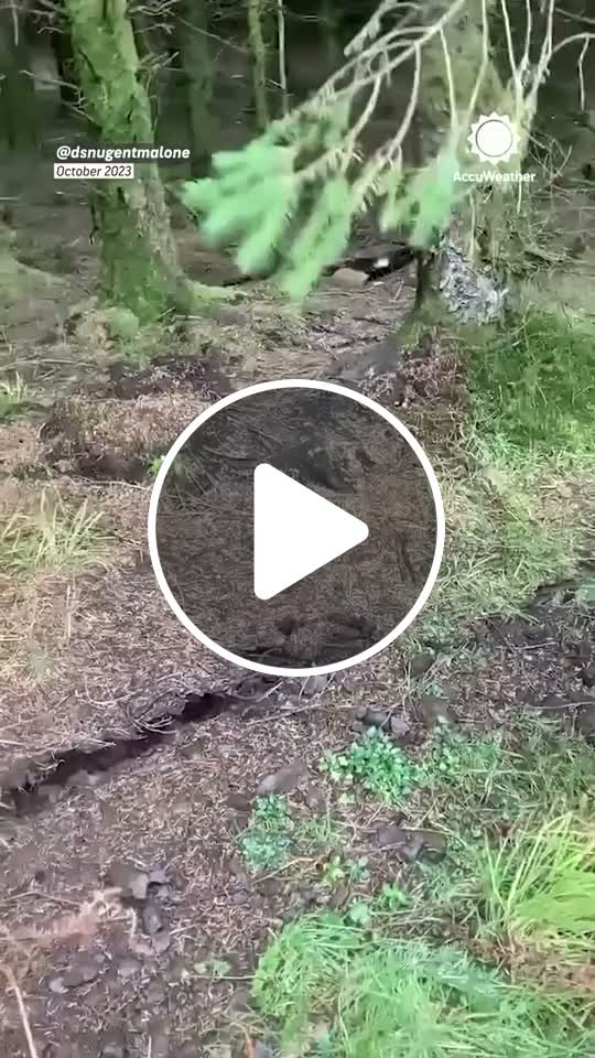 It’s aliiiive! 🌲😱 The “breathing forest” phenomenon makes the ground ...