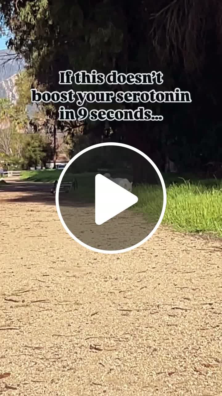 If this doesn't boost your serotonin in 9 seconds... - NewsBreak