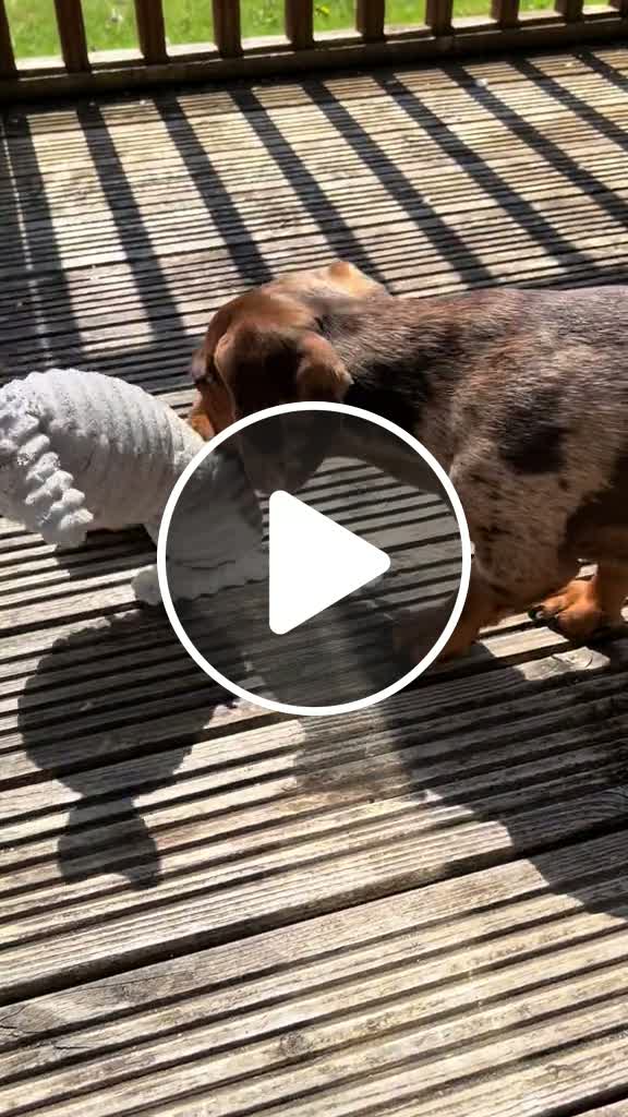it can t just be my sausage dog who destroys every toy I buy him ...