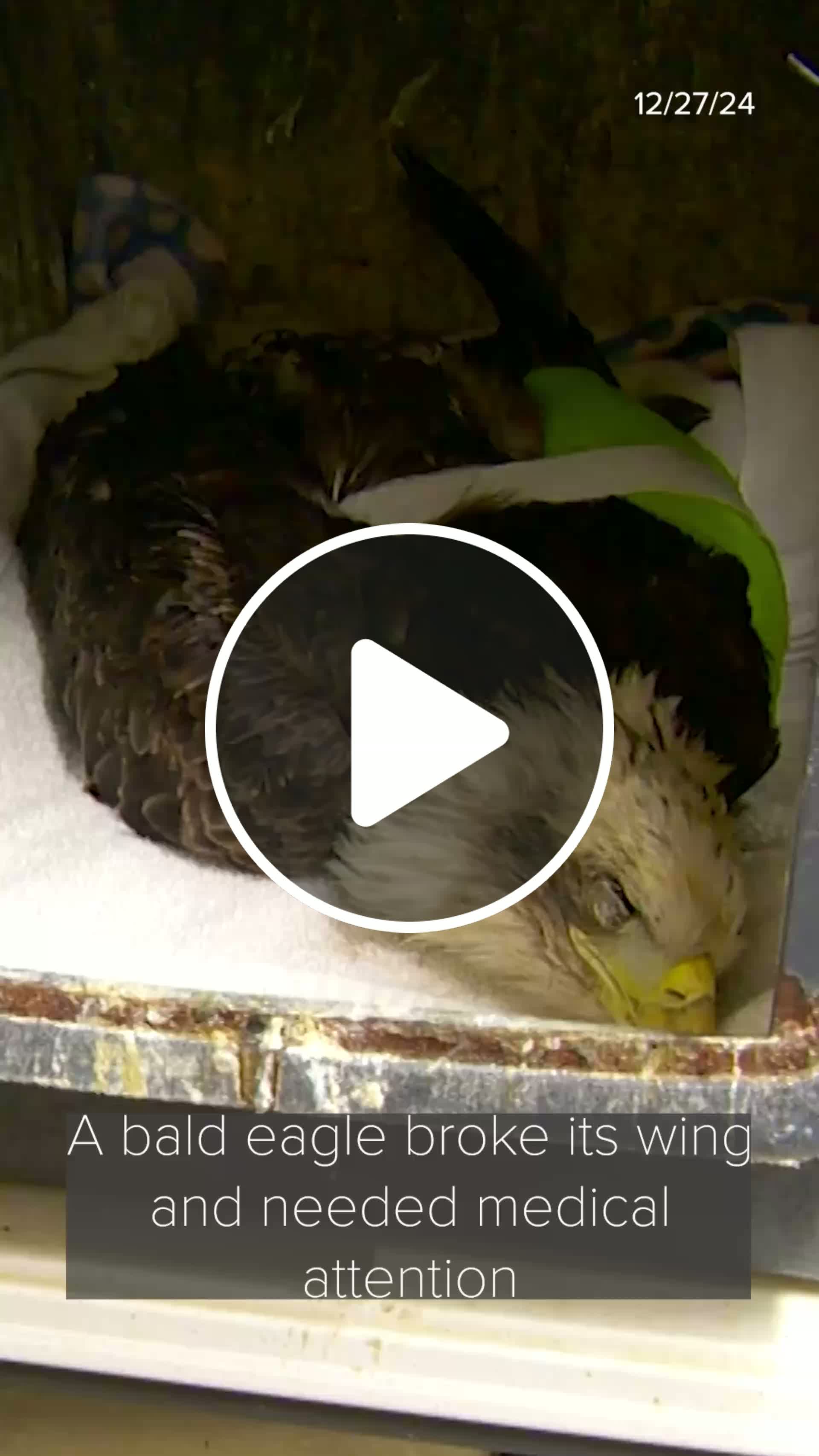 Injured bald eagle gets help from local wildlife rescue center - NewsBreak