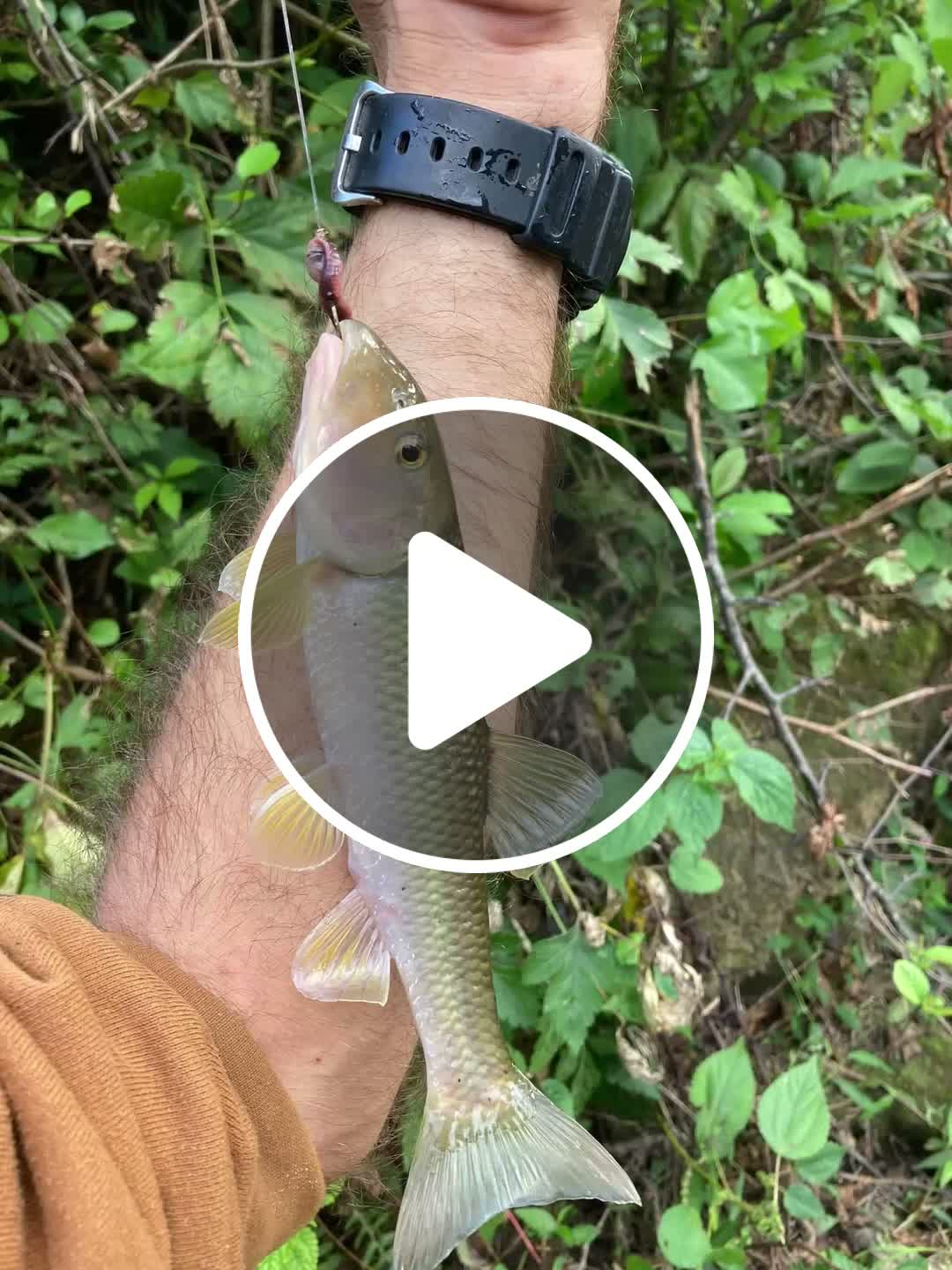 Native chubs a good sign of a healthy river system! - NewsBreak