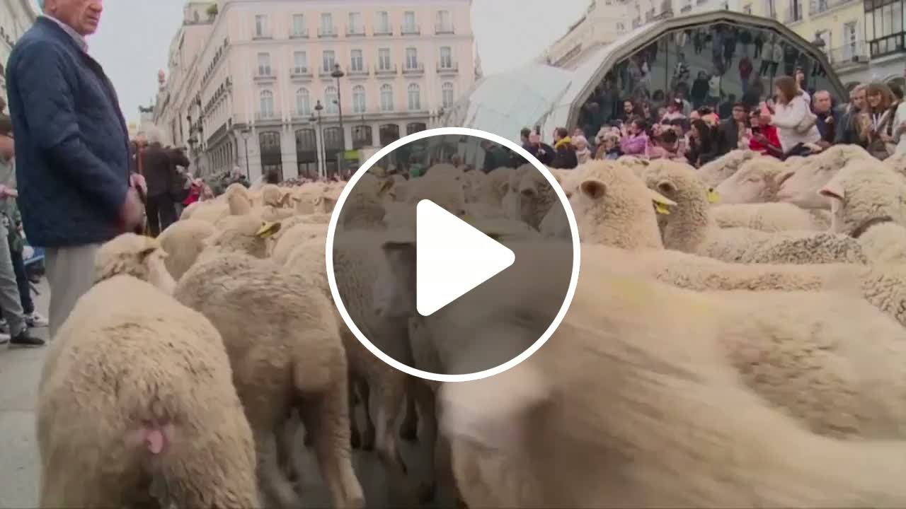 Madrid's annual sheep drive replaces cars along ancient routes - NewsBreak