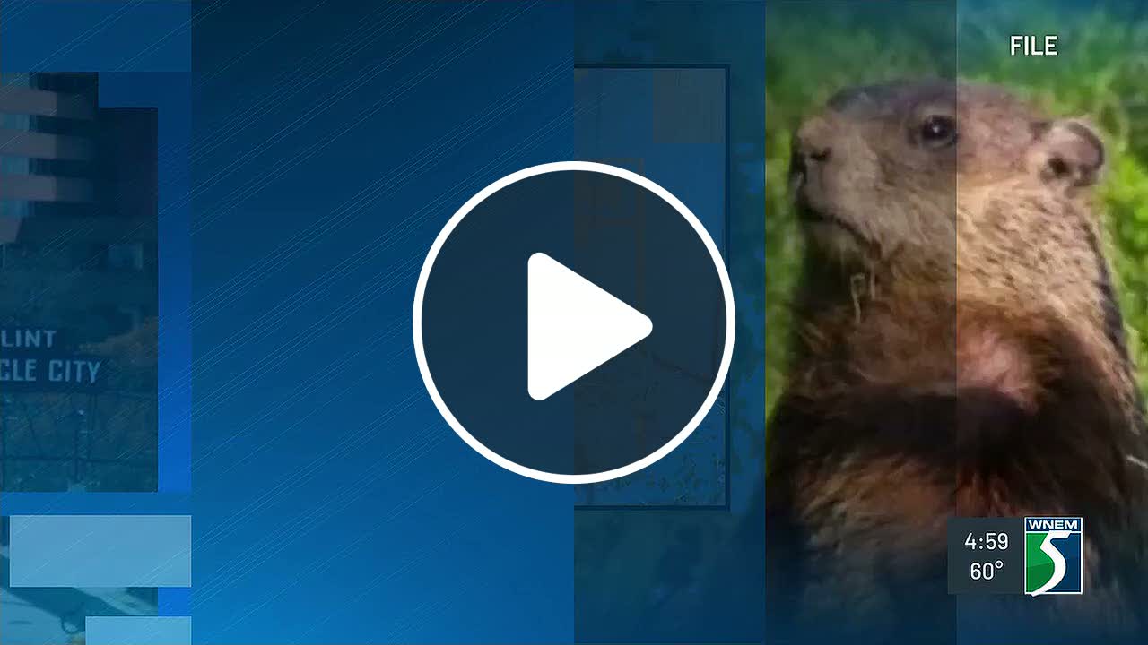 Resident believes Saginaw has a groundhog problem - NewsBreak