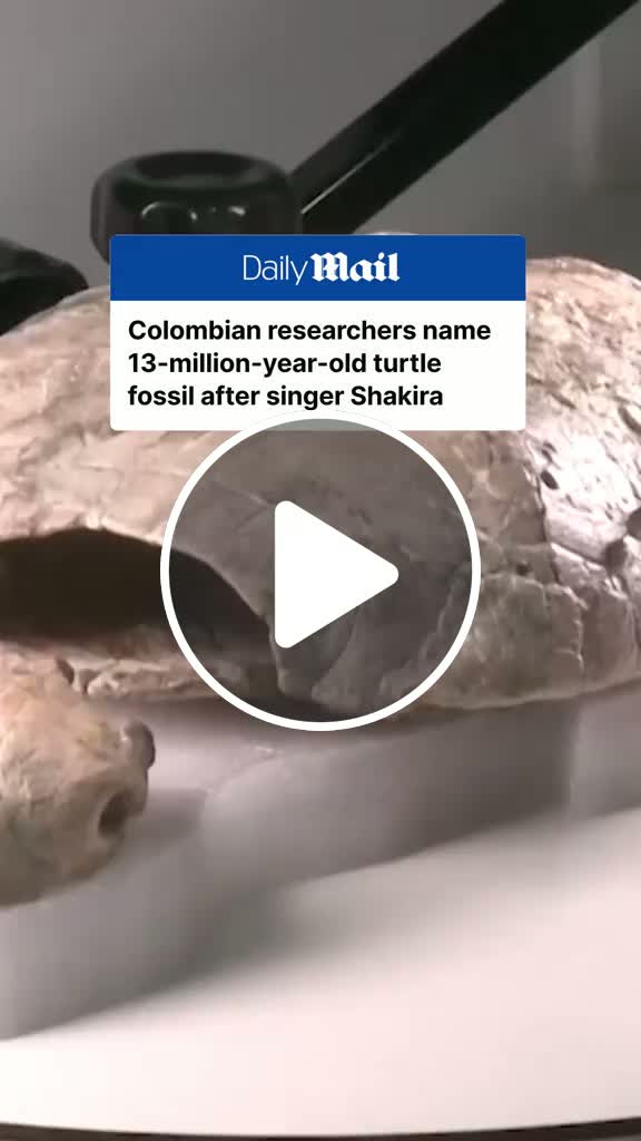 Researchers in Colombia have unveiled a fossil of a turtle that lived ...
