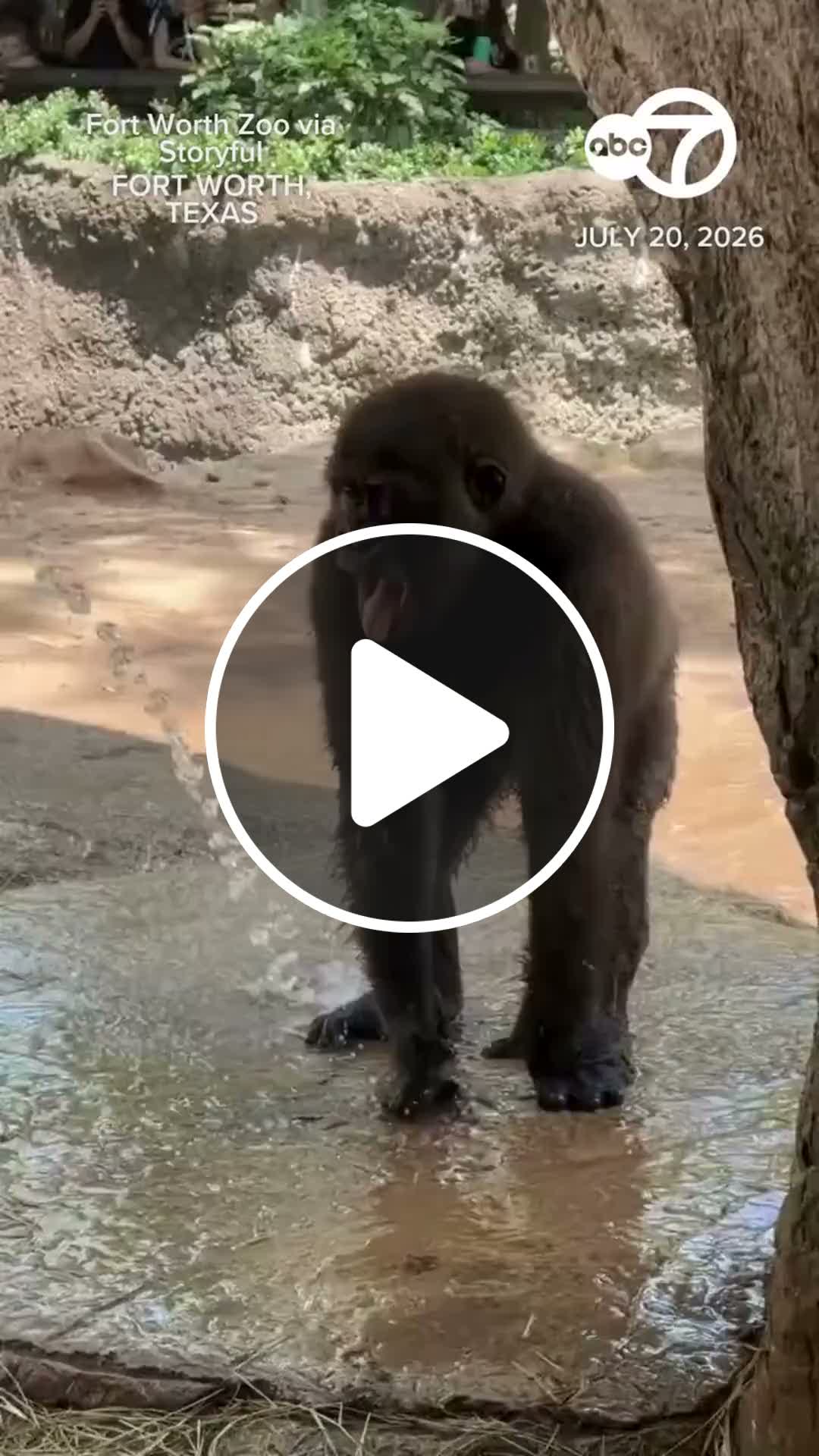A baby gorilla enjoyed being hosed down at Texass Fort Worth Zoo as temperatures soared above 10#breakingnews #hotnews #latestnews #newsupdate #trendingnews #headline #newsflash #worldnews #currentevents #topnews