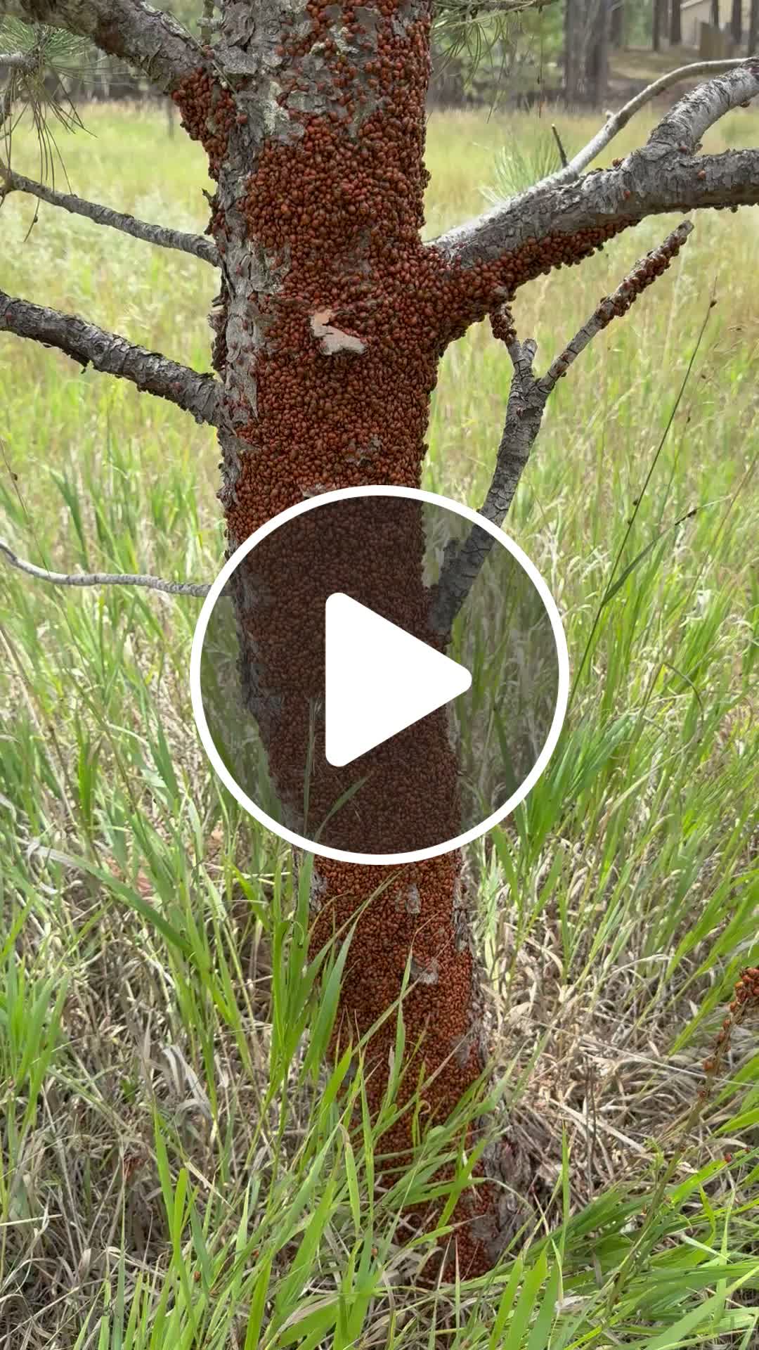 Massive Colony Of Ladybugs Takes Over A Tree - NewsBreak
