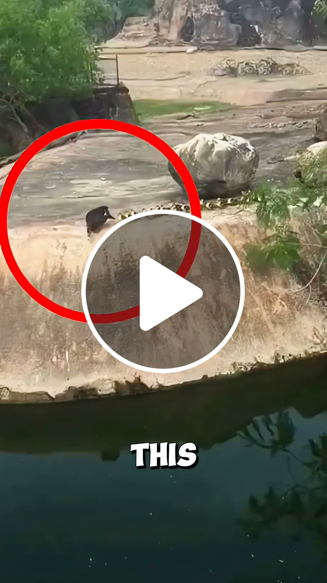 How this mother duck leads her confused ducklings into the water ️ # ...