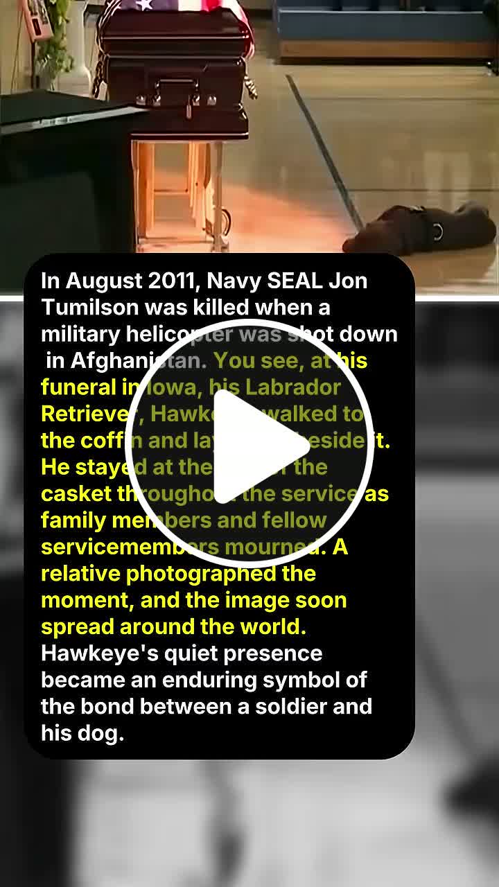 This Dog Lay Beside His Fallen Navy SEAL's Coffin - NewsBreak