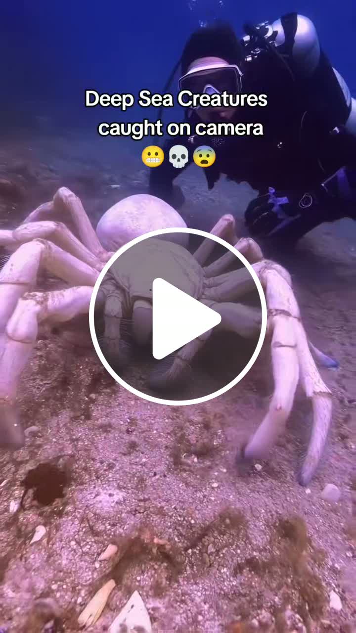 Deep Sea Creatures caught on camera scarysea northsea hoistthecolors  creatorrewardsprogram deepsea - NewsBreak