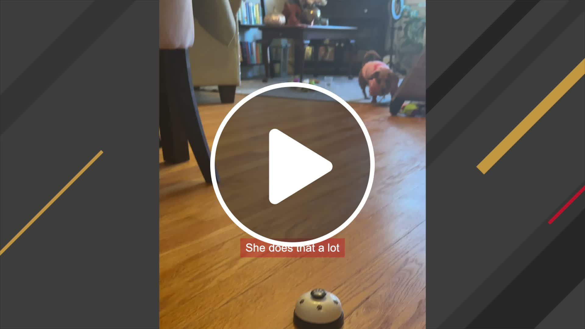 Clever dog uses bell for butler service - NewsBreak