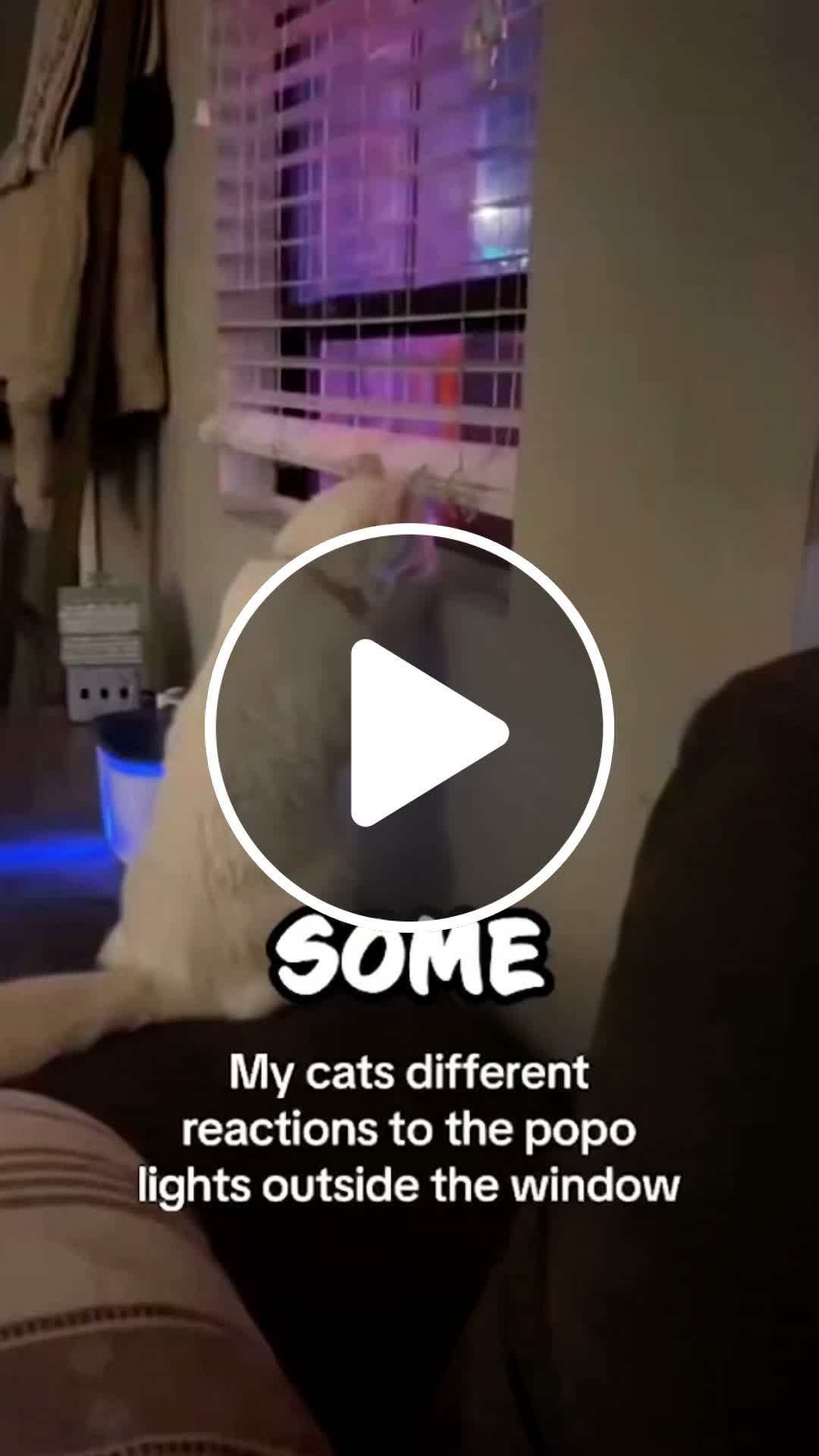 Cats Act Suspicious When Cops Show Up 😂 #shorts - NewsBreak