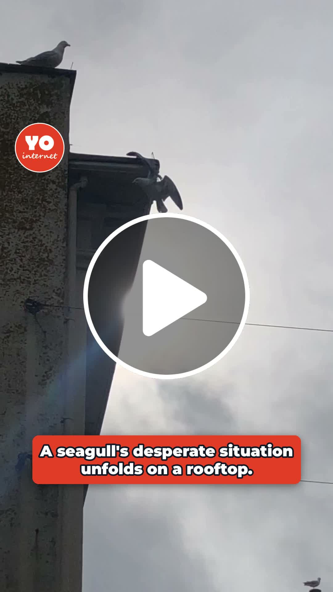 Fire Brigade Saves Seagull Trapped on Rooftop - NewsBreak