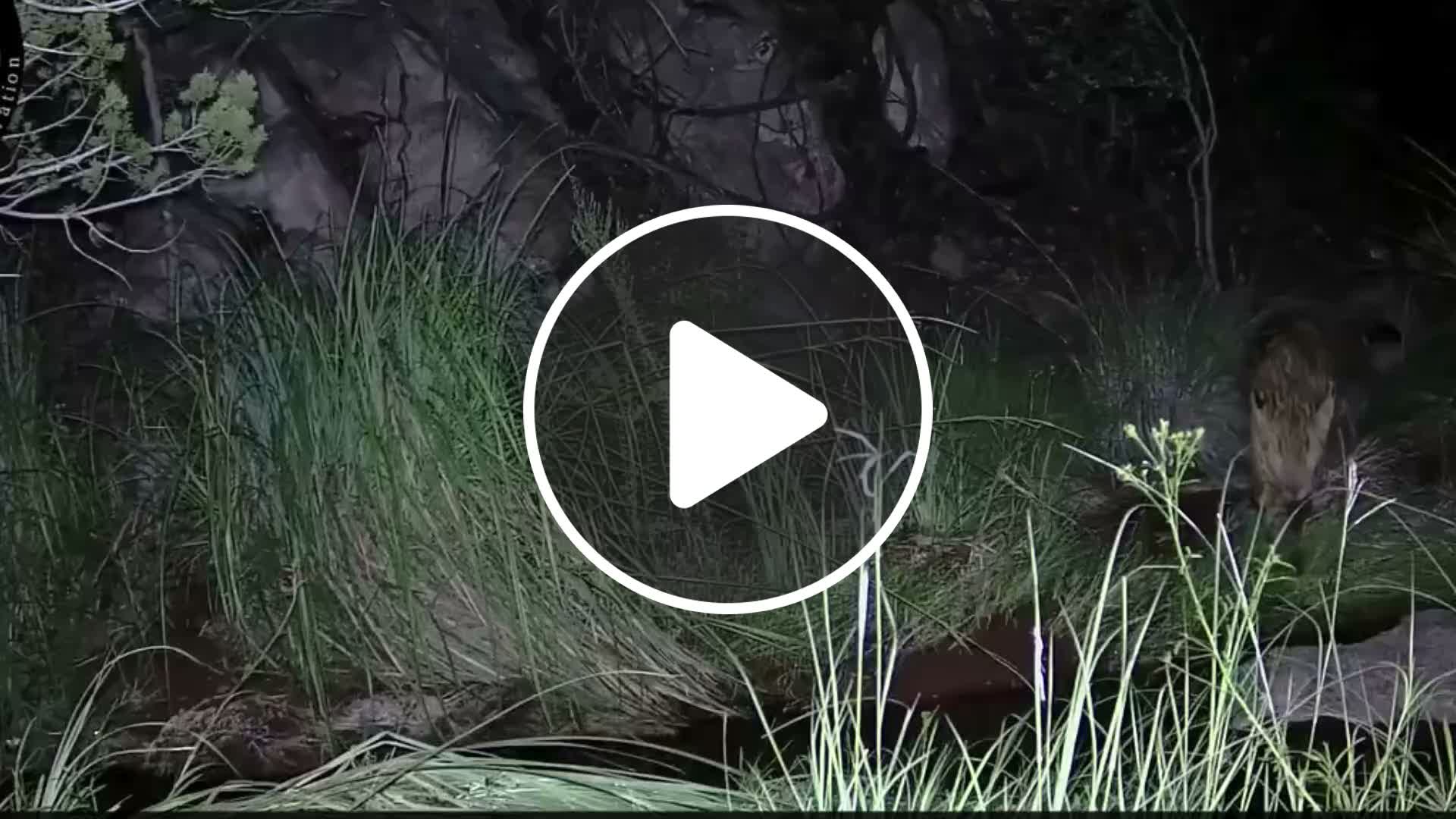 New trail camera footage shows elusive jaguar in southern Arizona