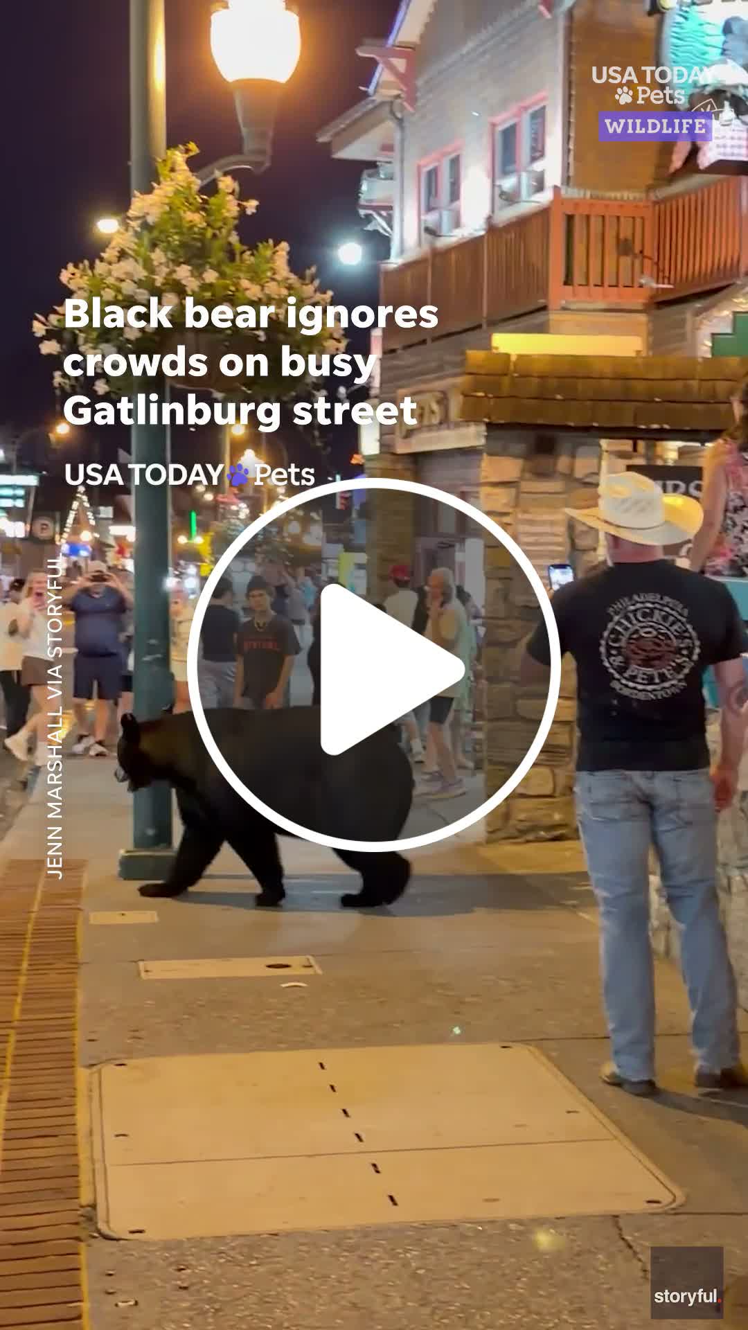 This black bear is unbothered. Watch it stroll through crowded Gatlinburg