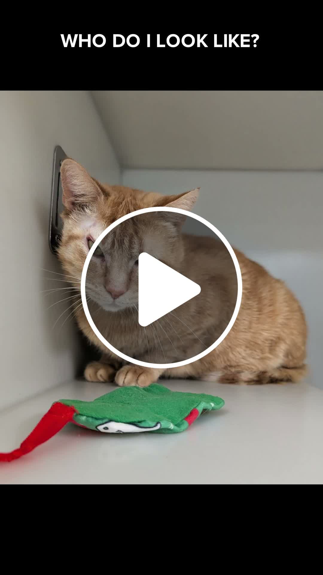 Cleveland APL says rescued cat looks like Tim Misny - NewsBreak