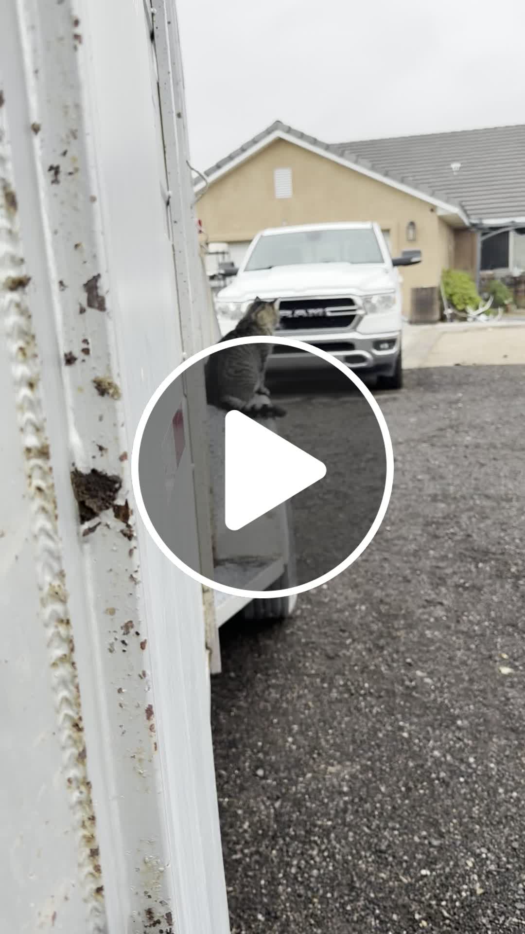 Ranch cat became a mechanic - NewsBreak
