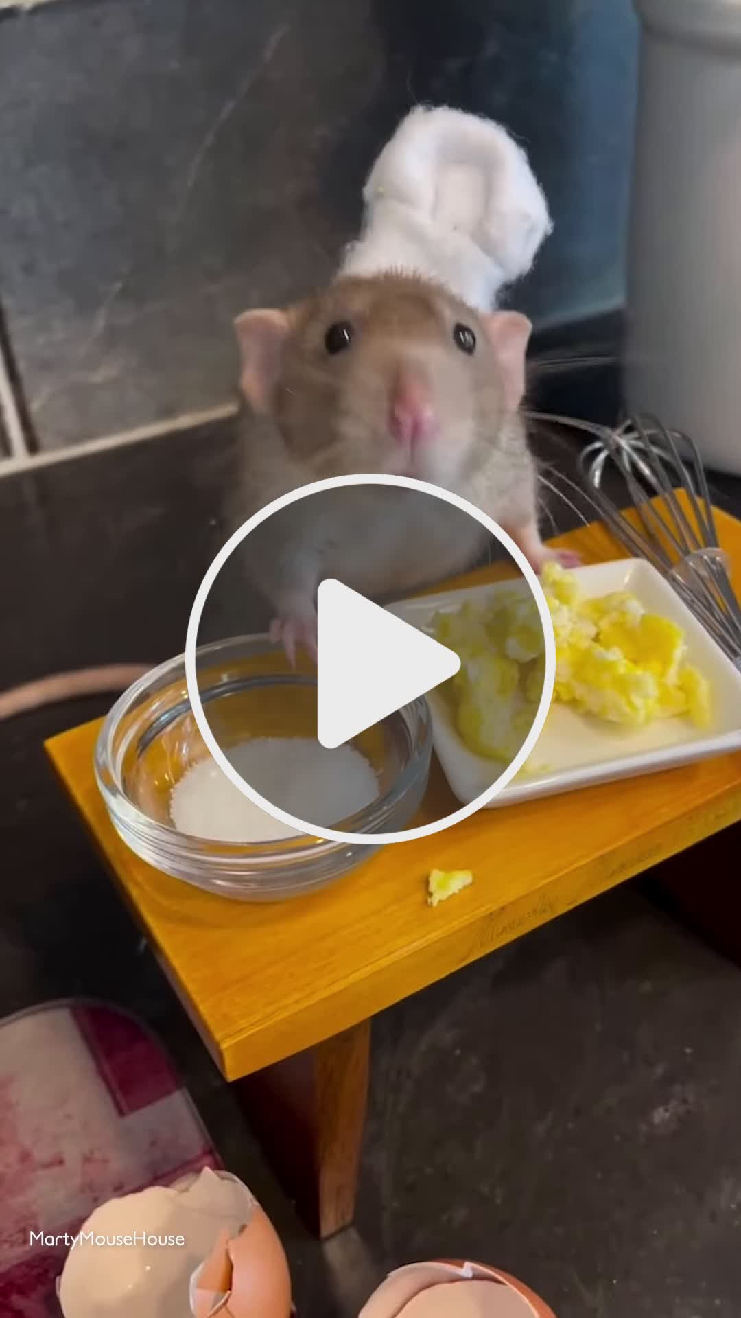 Recreating Ratatouille With Pet Rats NewsBreak