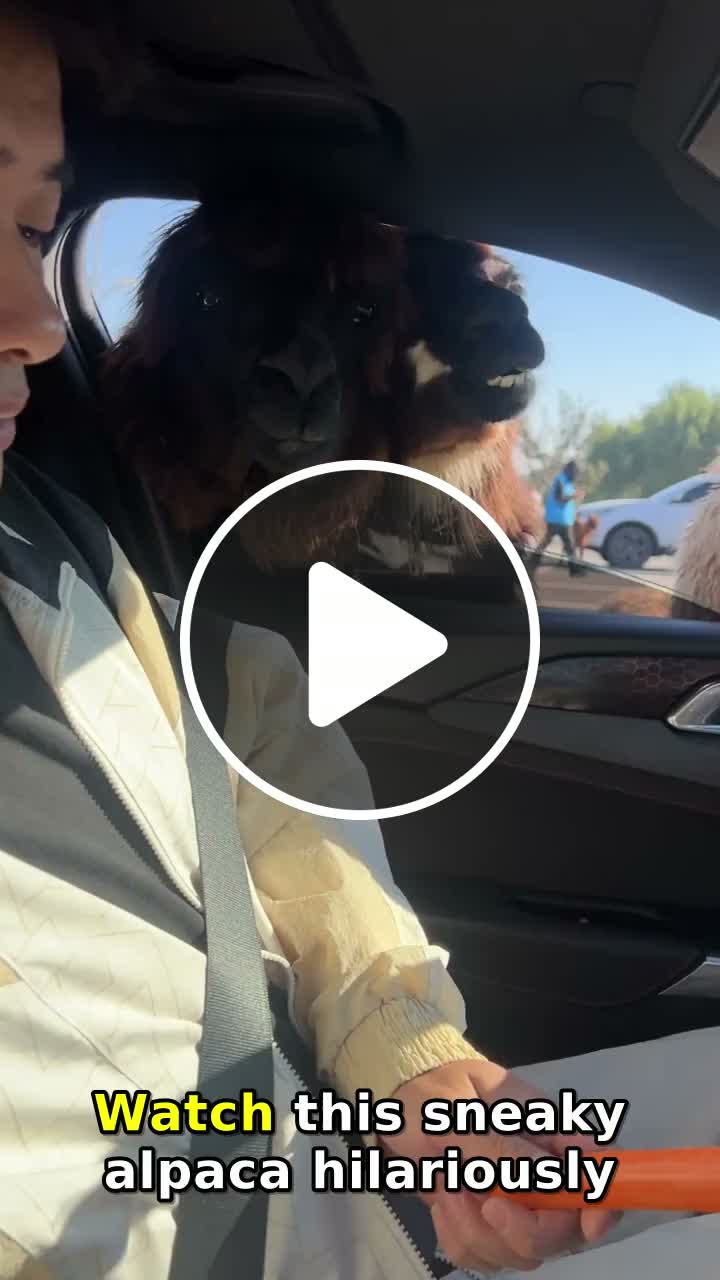Alpaca Spits Carrot Pieces into Car While Being Fed in Jiangsu - NewsBreak