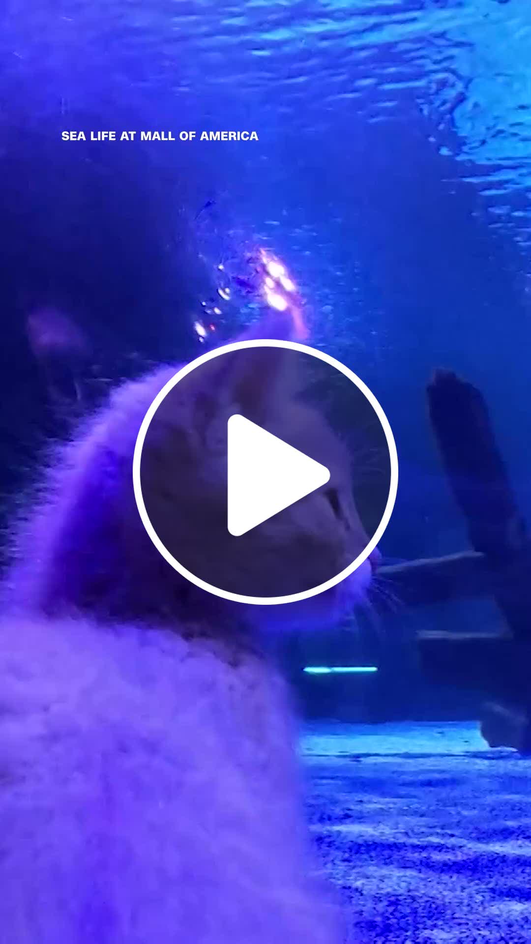 Kittens take a field trip to the aquarium - NewsBreak
