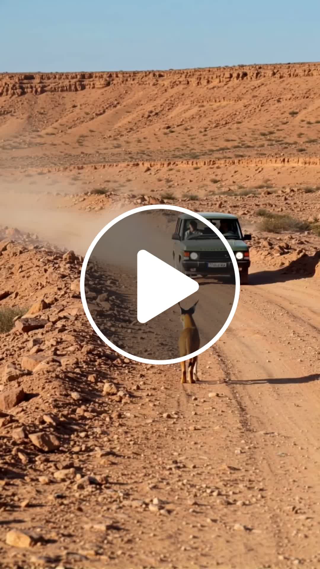 Caracals Quick Thinking Saves Driver From Death!#animals #wildlife # ...