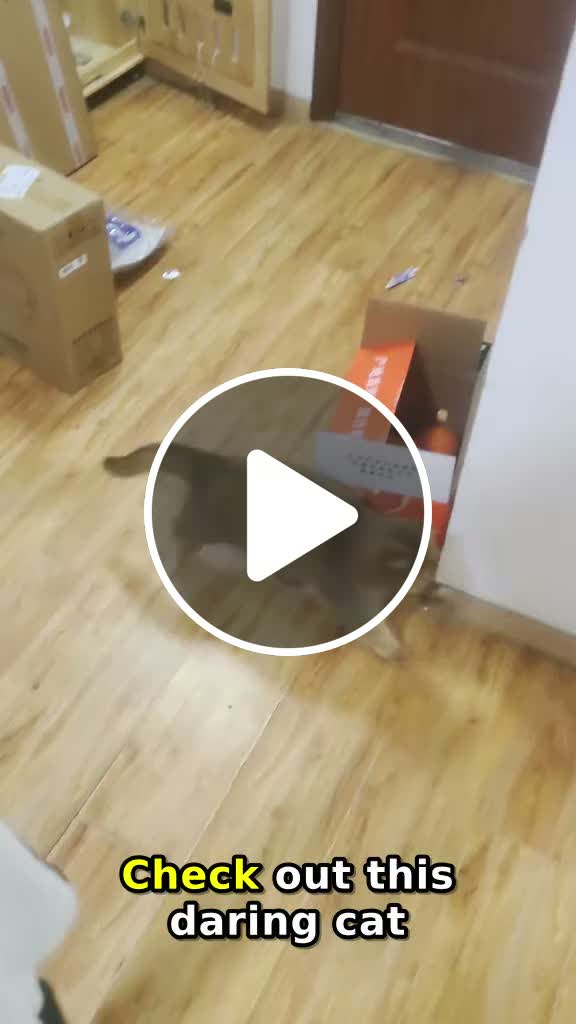 Cat Chases Bipedal Cat in Jiangsu! - NewsBreak
