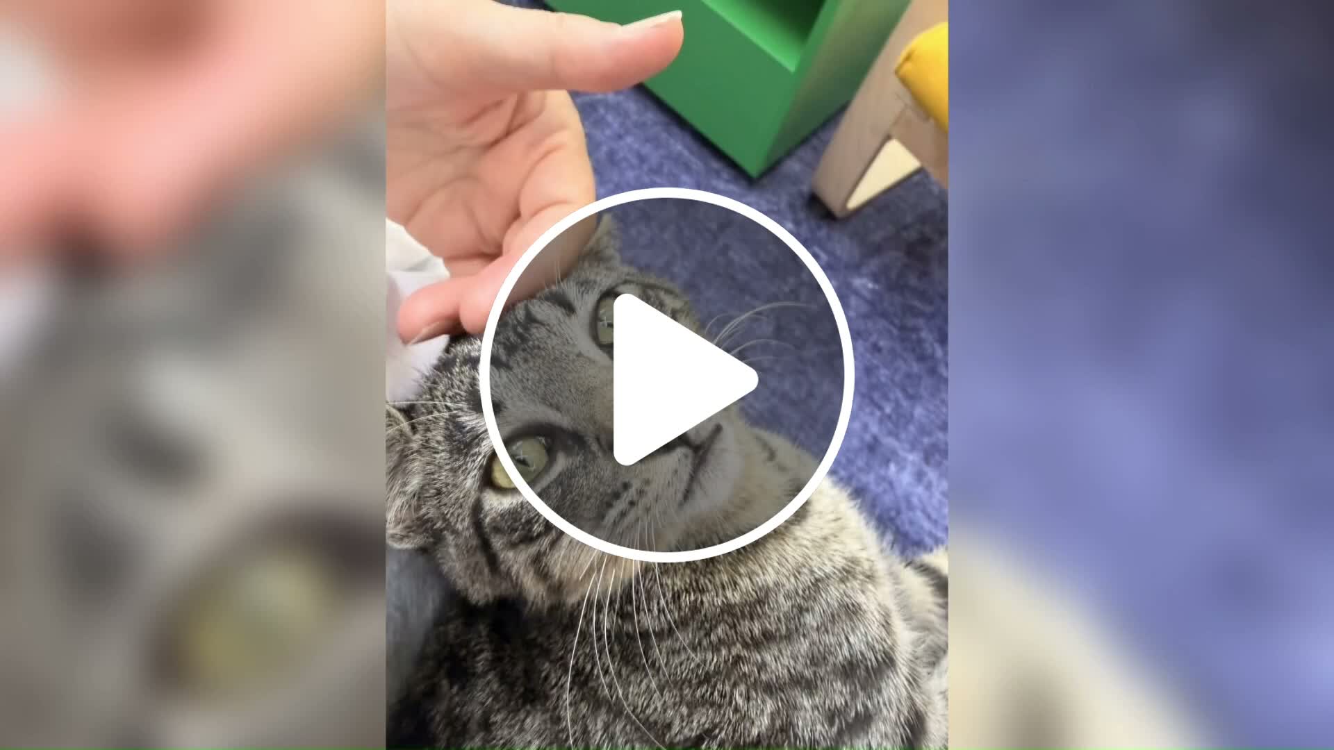 NOLA Cat Lounge celebrates 34 adoptions, $9K raised after ringworm ...