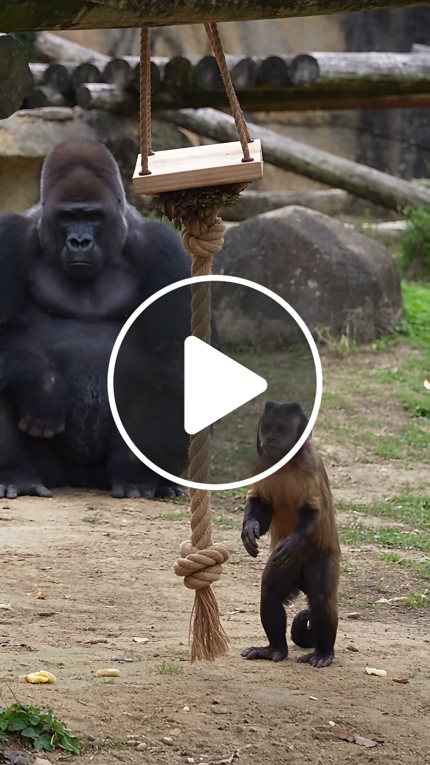 The Gorilla Gets a Leaf Stuck on Its Head #viralreel - NewsBreak