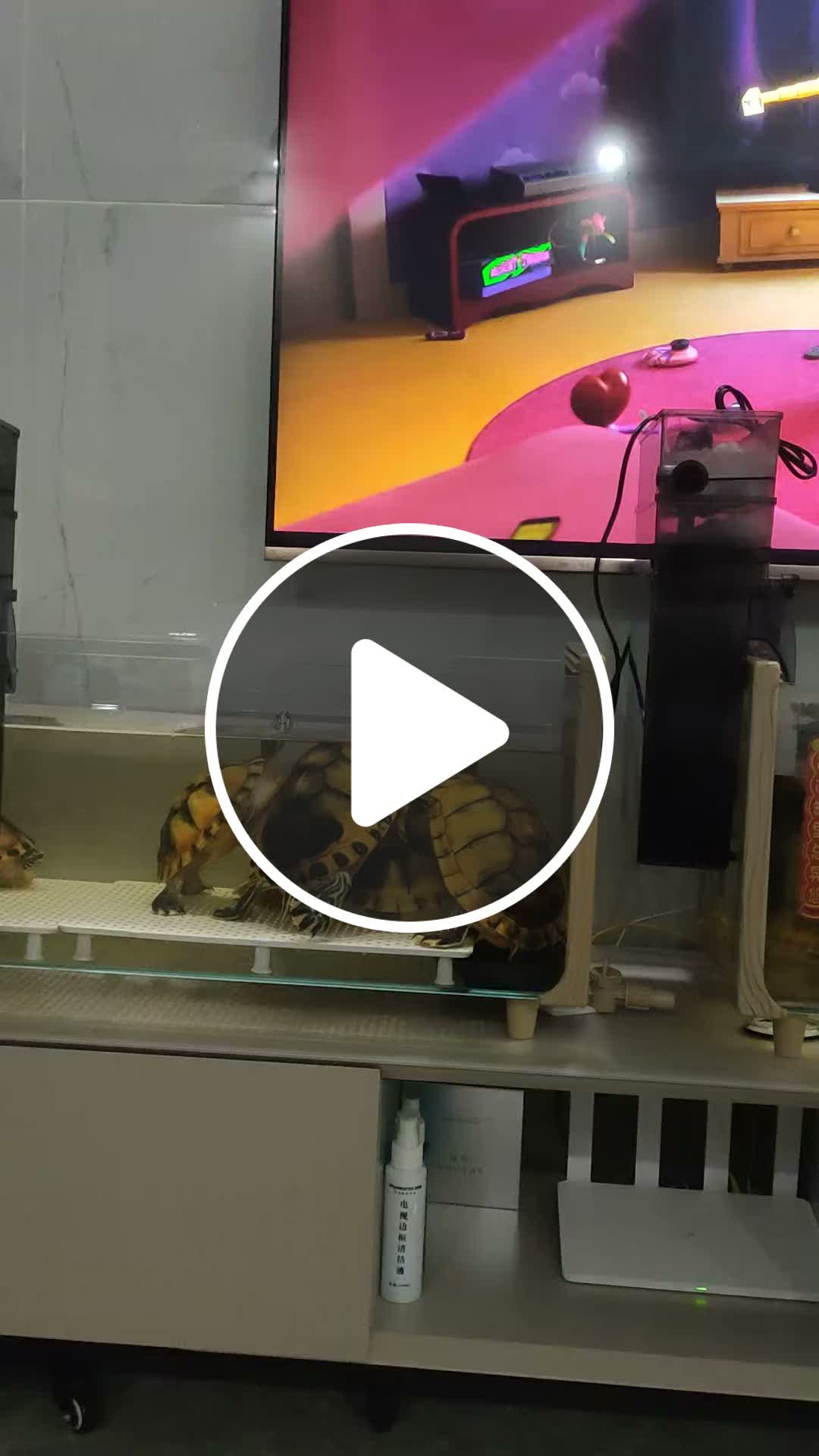 Red-eared slider turtles appear to watch TV in Jiangsu, China - NewsBreak