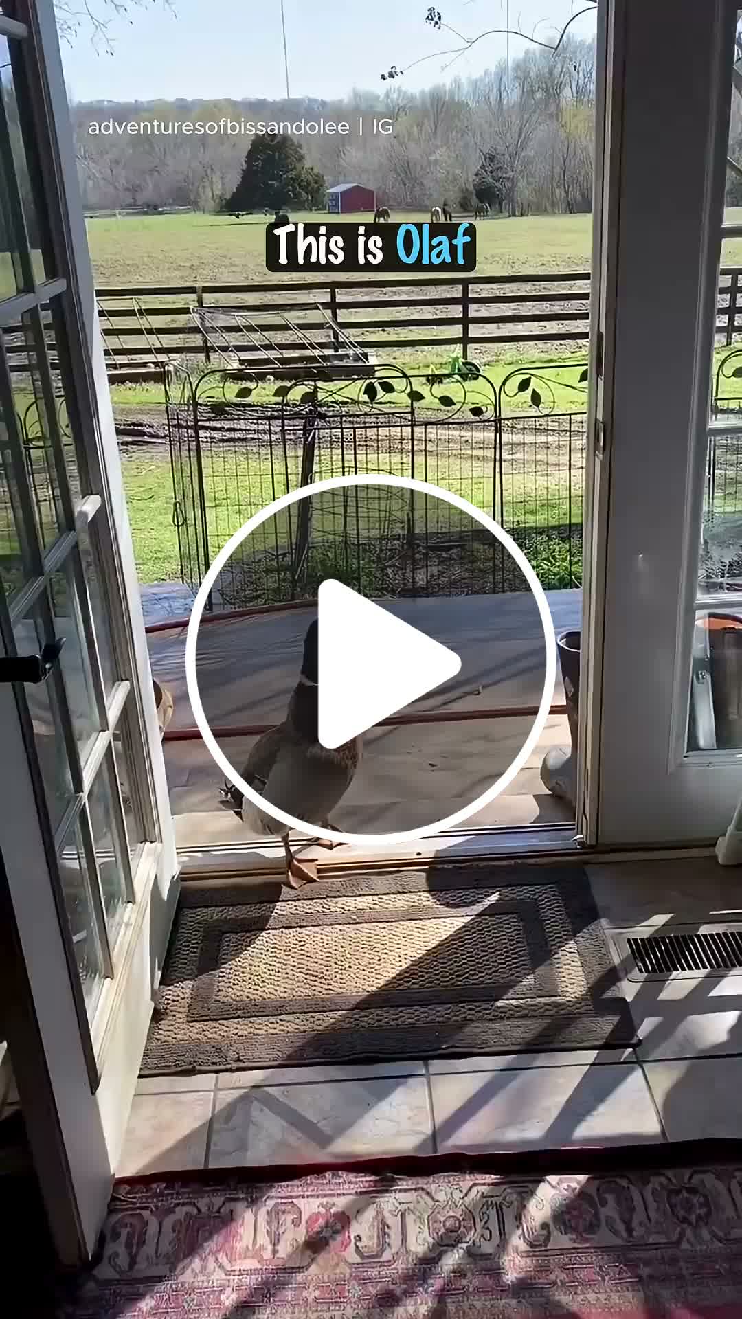 Olaf visits his friend, Sven, everyday to hang out. 😊 - NewsBreak