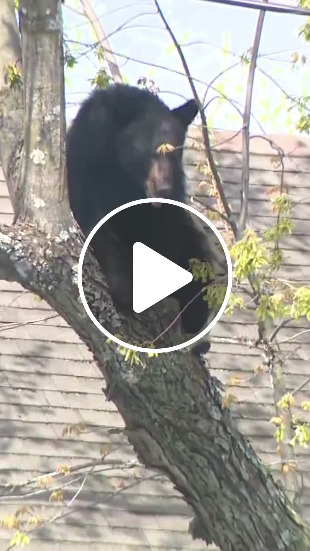 Bear spotted lounging in a tree in upstate NY is sedated, relocated ...