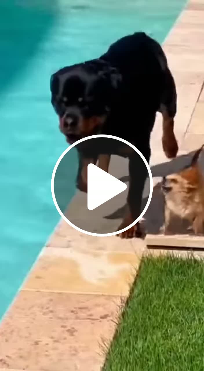 Rottweiler and Chihuahua Near the Swimming Pool - NewsBreak
