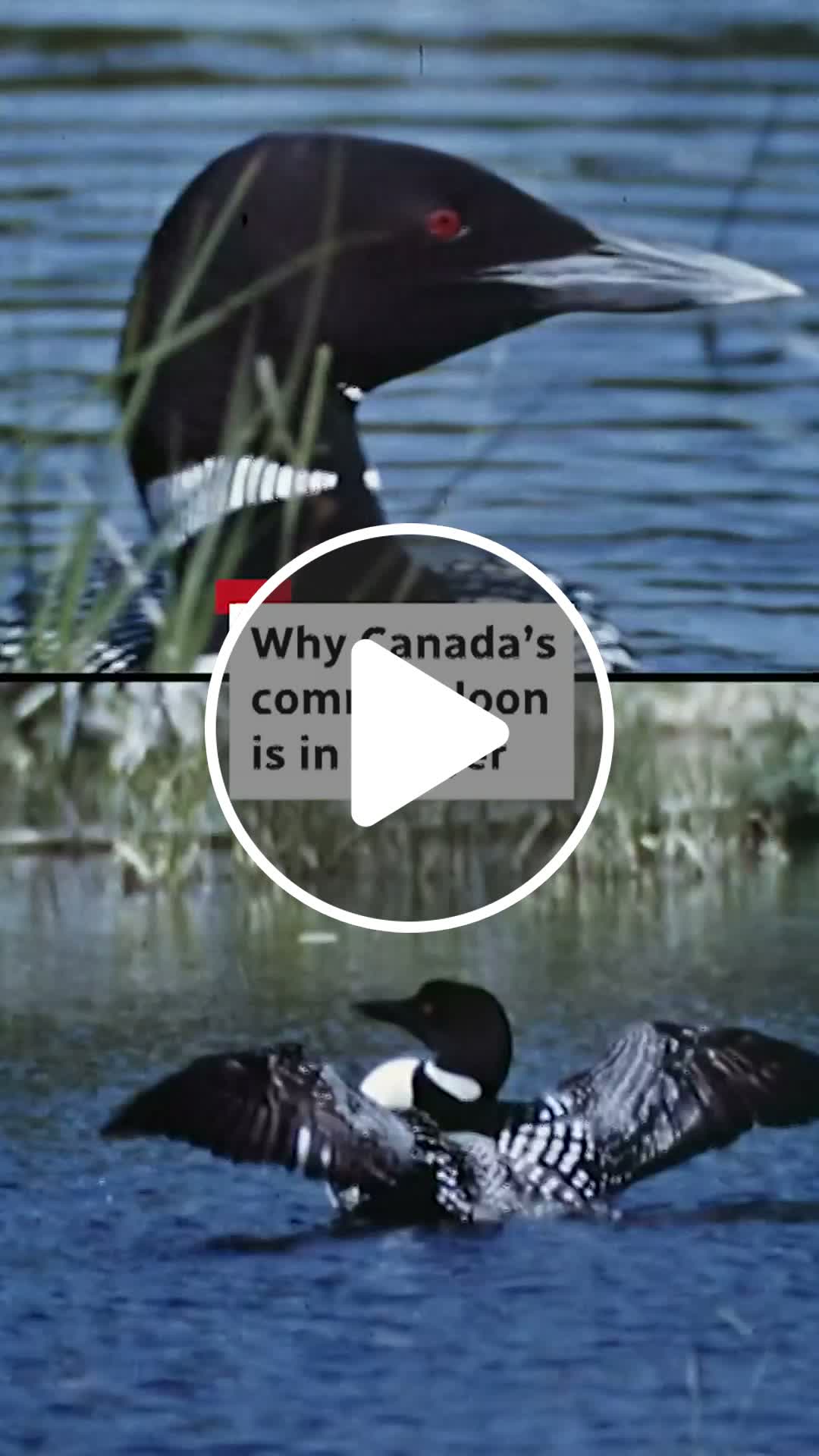 Why Canada’s common loon is in danger - NewsBreak