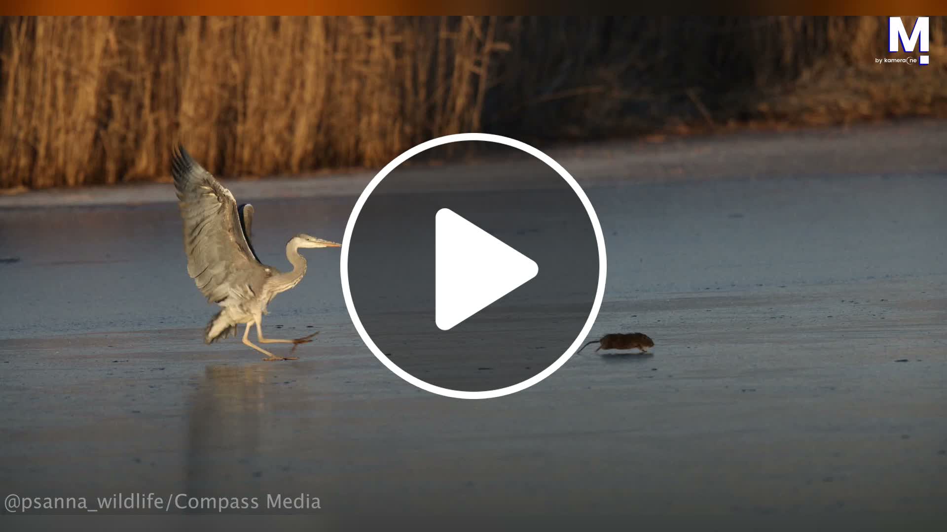 Heron slips and accidentally spares water vole life in hunting fail ...