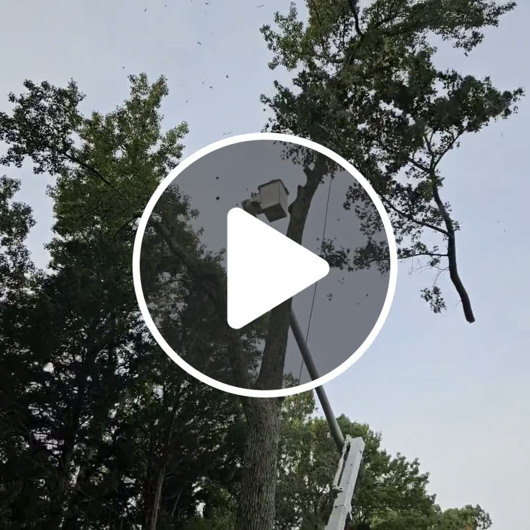 One limb at a time....#treesrus #treelife #tree #treecutting #fyp # ...