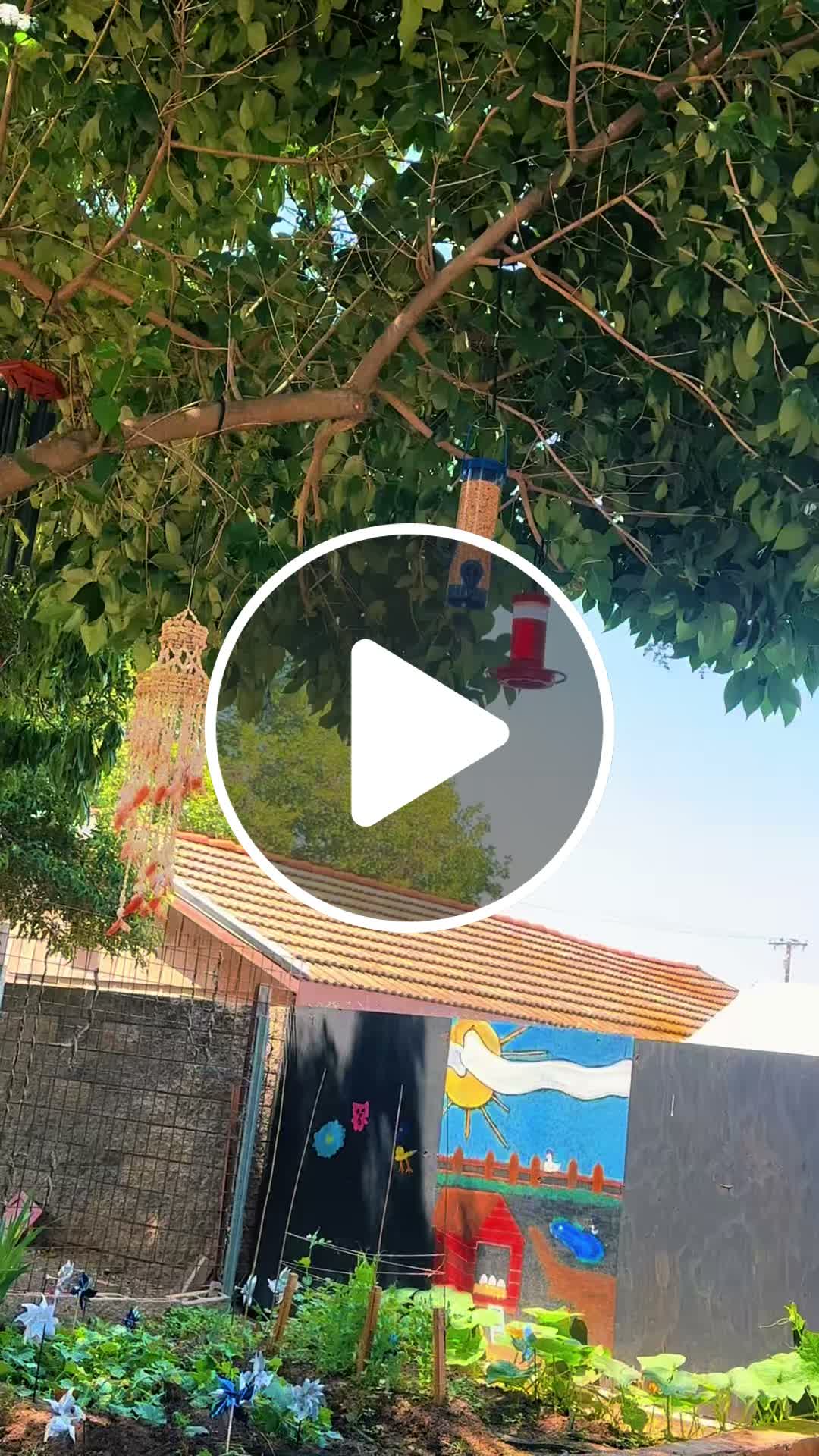 Spotted a beautiful hummingbird hanging out in our yard lately! 🌱🦋 #GardenVibes #NatureLovers