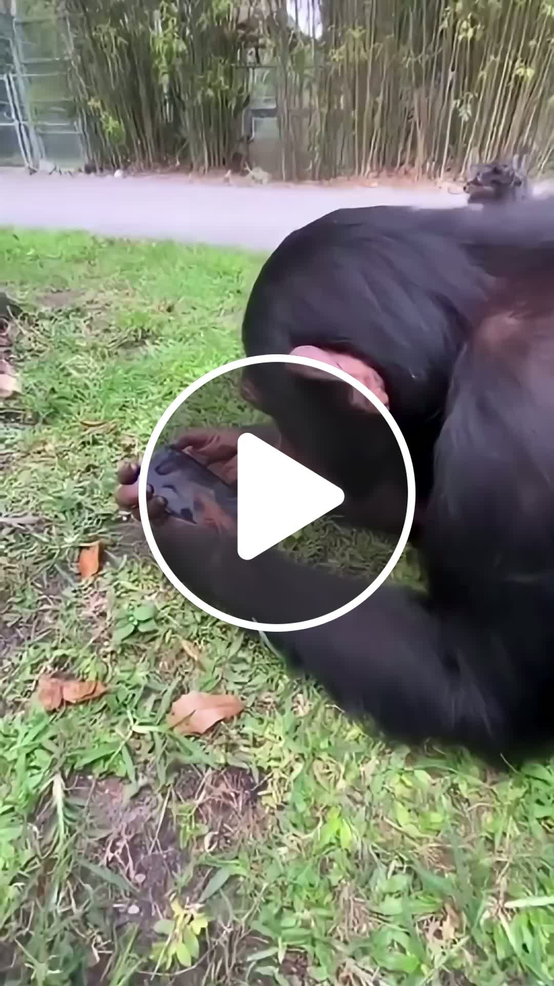 A Monkey Got Addicted To TikTok - NewsBreak