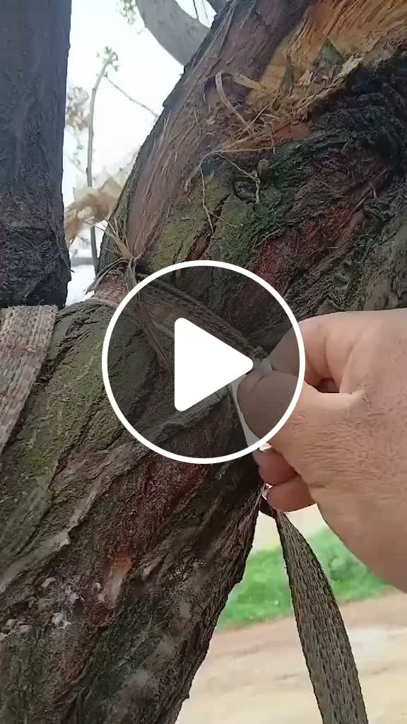 A man, noticing as a child how a rope tied to a tree branch had ...