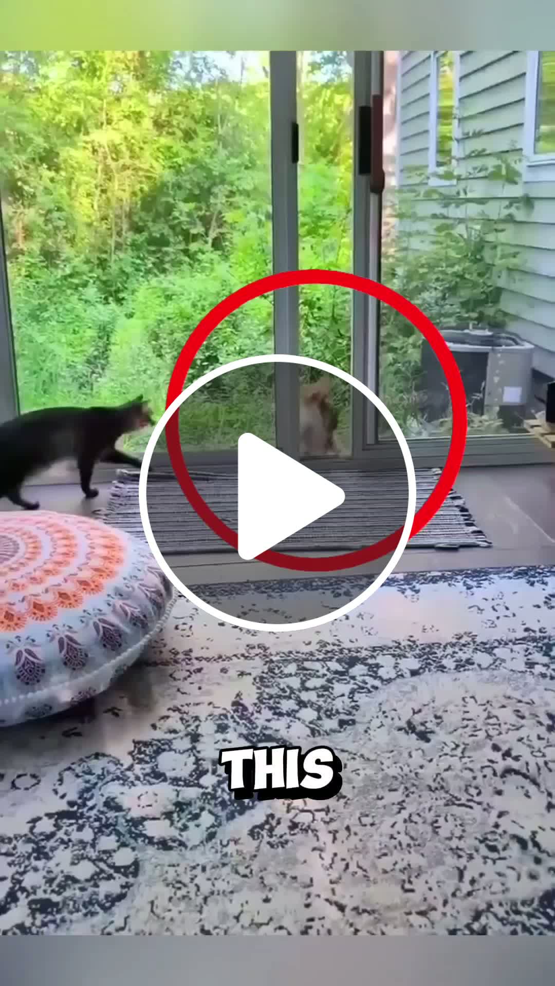 The proud cat who brought a tiny chipmunk as a surprise gift! #chipmunk ...