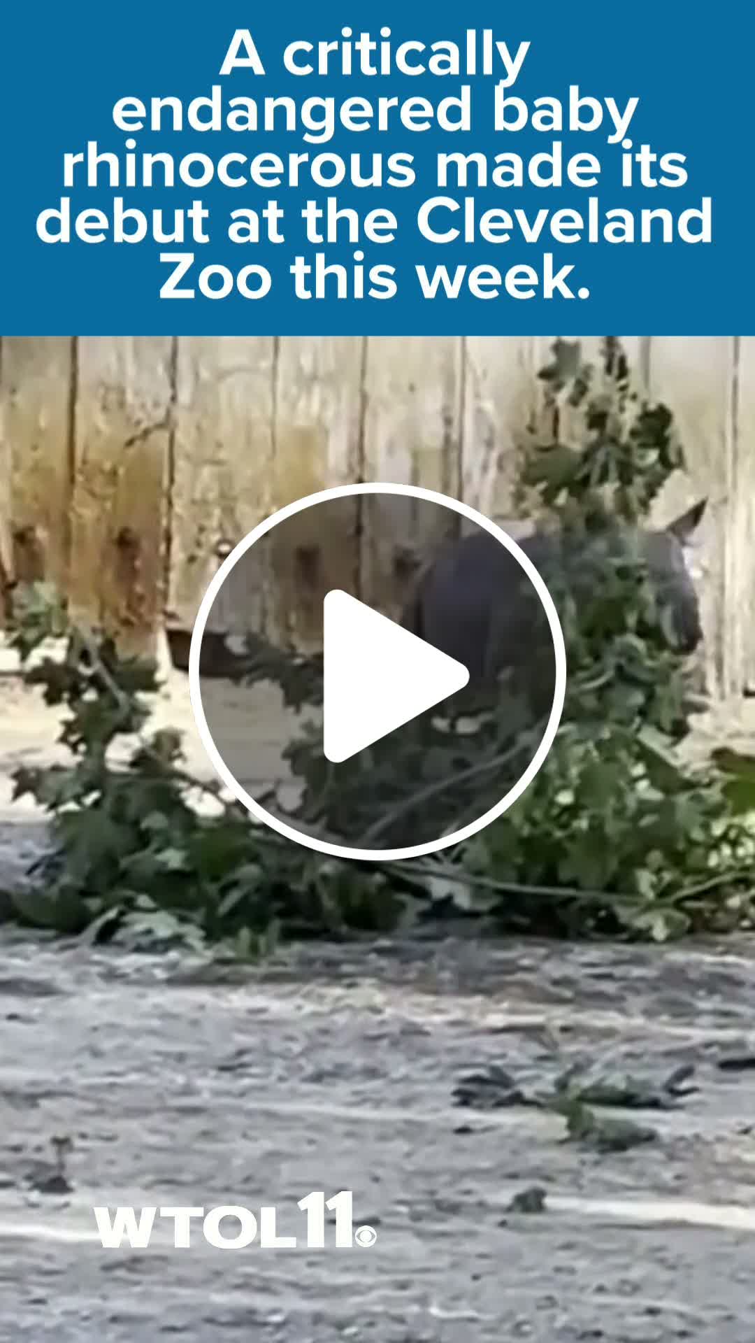 Endangered baby rhino debuts at Cleveland Zoo - NewsBreak