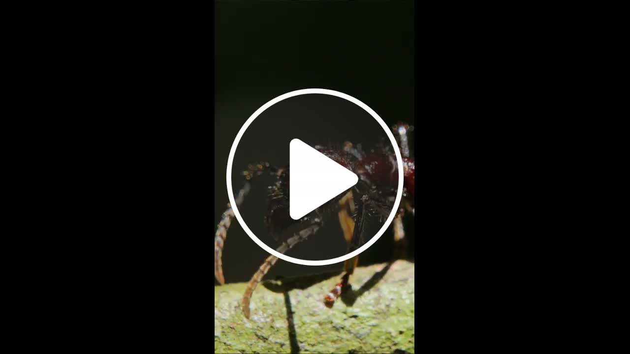 Are Ants Really THAT Strong? - NewsBreak