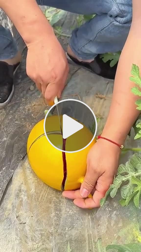 Sophia Loren A Journey Through Timeless Glamour NewsBreak